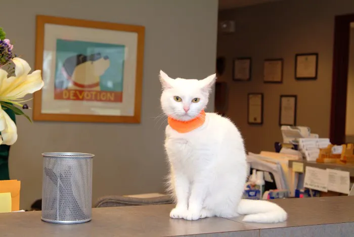 Randolph Animal Hospital 9