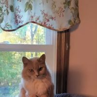 Randolph Animal Hospital ico