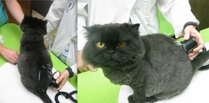 Marion Animal Hospital 4