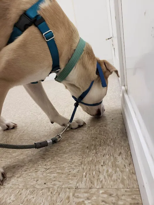 Assonet Animal Hospital 2