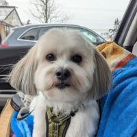 Assonet Animal Hospital ico