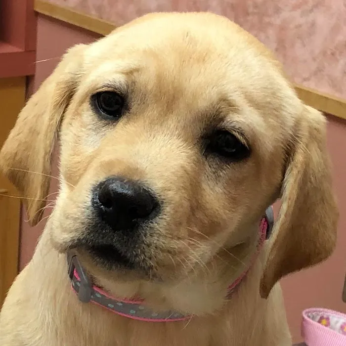 Raynham Veterinary Hospital, Inc. 5