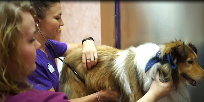 Raynham Veterinary Hospital, Inc. 9