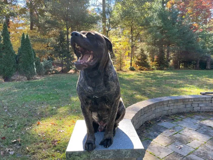 New England Animal Medical Center Primary Care 1