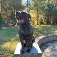 New England Animal Medical Center Primary Care ico