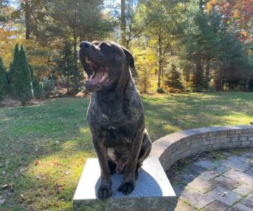 New England Animal Medical Center Primary Care