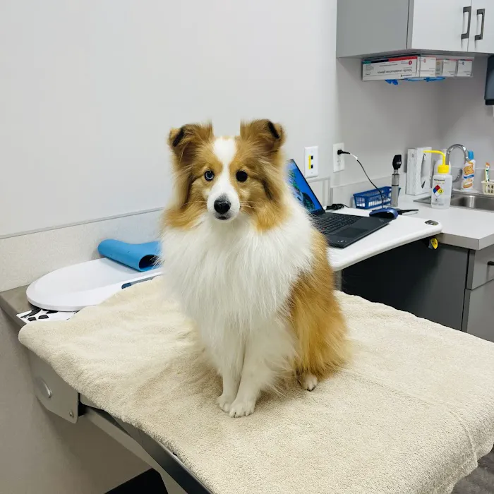 New England Animal Medical Center Primary Care 9