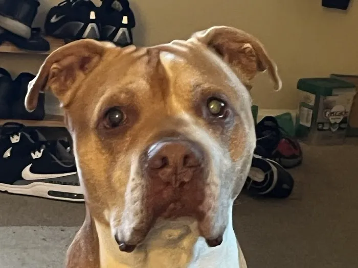 New England Animal Medical Center Primary Care 3