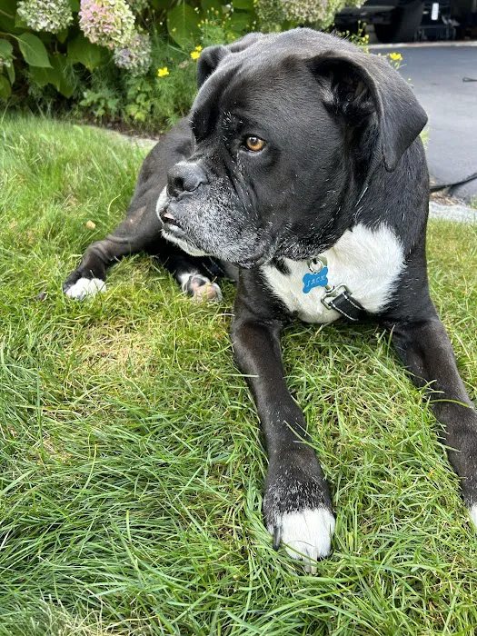 New England Animal Medical Center Primary Care 4