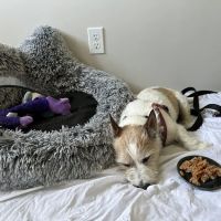 New England Animal Medical Center ico