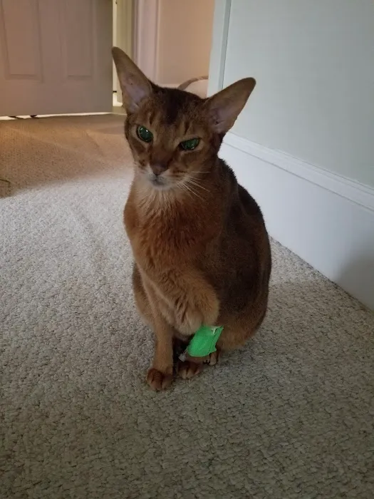 New England Animal Medical Center 7