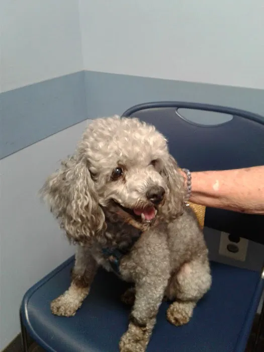 New England Animal Medical Center 8