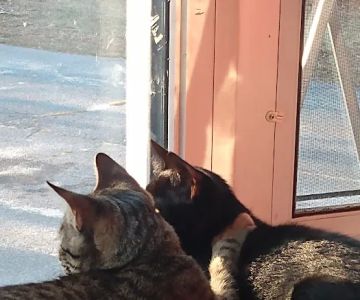Bridgewater Veterinary Clinic