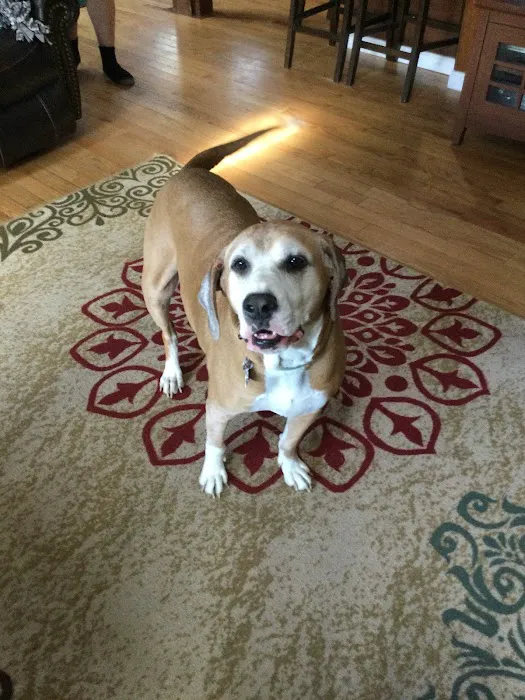 Lakeville Animal Hospital 5