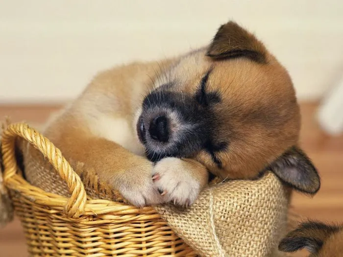Lakeville Animal Hospital 7