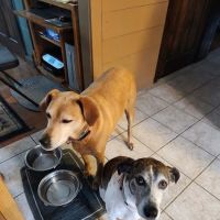 Lakeville Animal Hospital ico