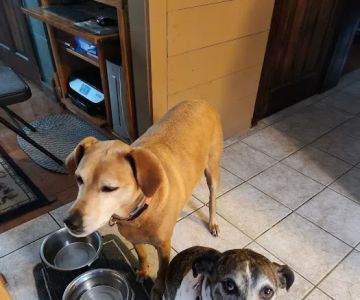 Lakeville Animal Hospital