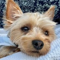 Chase Veterinary Clinic ico