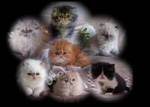 Sunshinezzz Himalayans & Persians 1