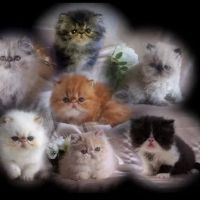 Sunshinezzz Himalayans & Persians ico