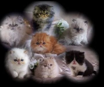 Sunshinezzz Himalayans & Persians