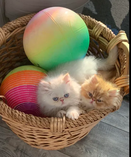 Sunshinezzz Himalayans & Persians 2