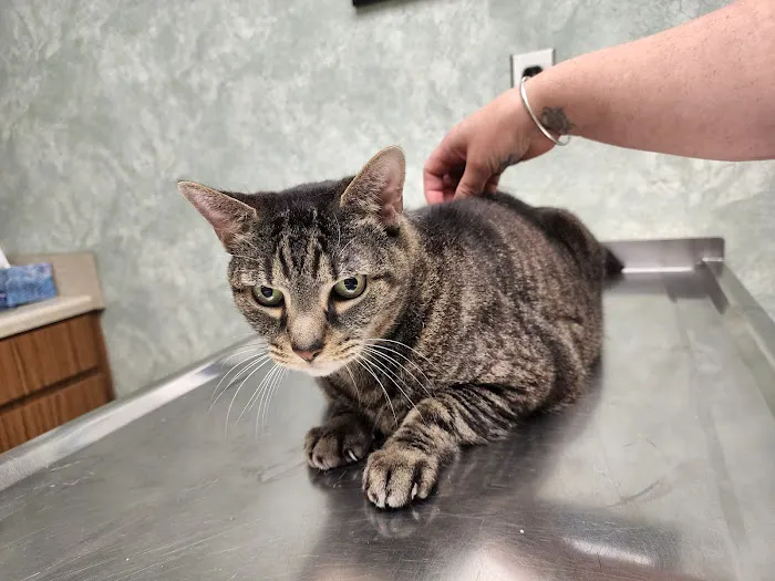 Phelps Veterinary Hospital 1