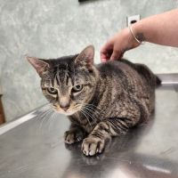 Phelps Veterinary Hospital ico