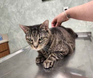Phelps Veterinary Hospital