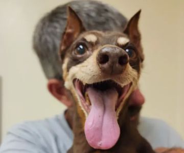 Eastview Veterinary Clinic, PC