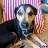 Lyons Veterinary Clinic, A Thrive Pet Healthcare Partner ico