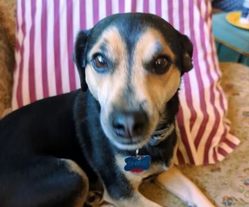 Lyons Veterinary Clinic, A Thrive Pet Healthcare Partner