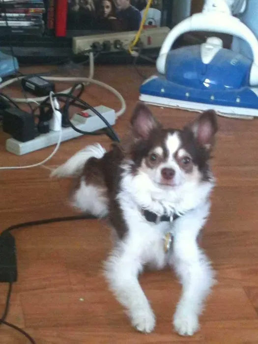Lyons Veterinary Clinic, A Thrive Pet Healthcare Partner 7