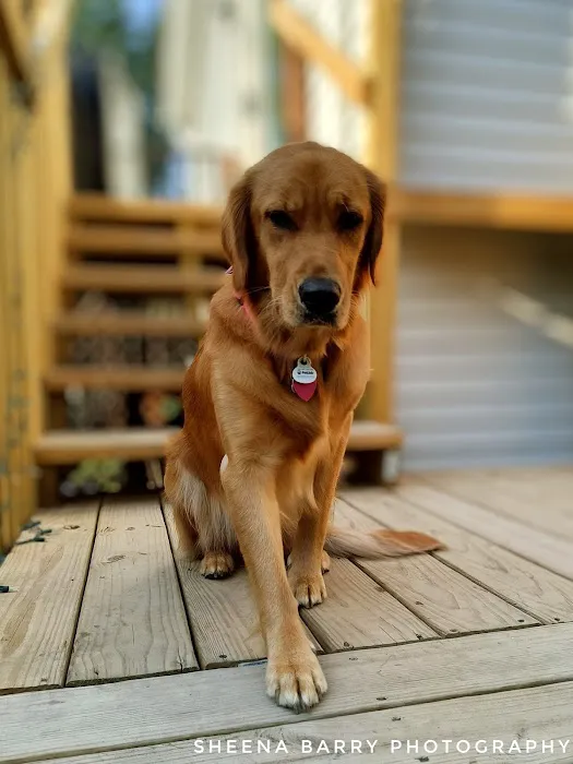 The Country Vet 4