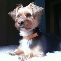 Canandaigua Veterinary Hospital ico