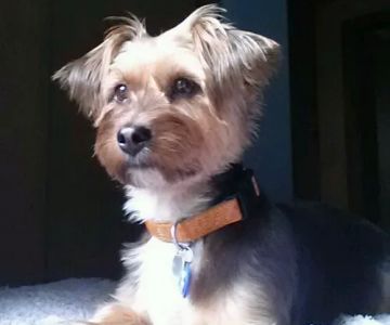 Canandaigua Veterinary Hospital