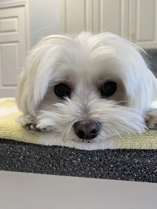 Southport Animal Hospital 1