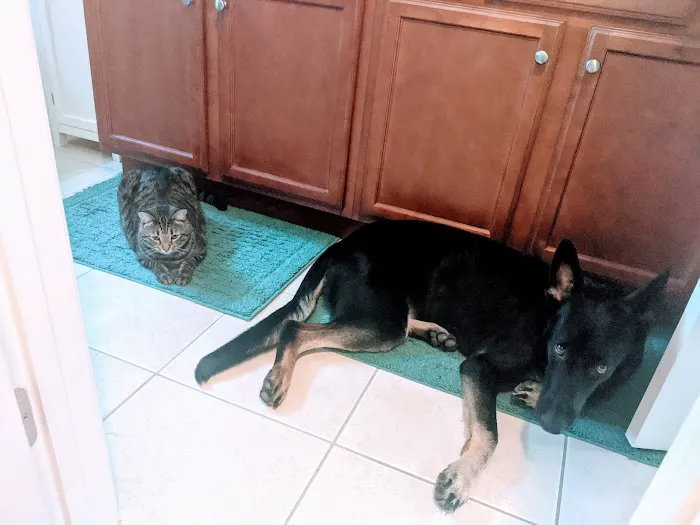 Four Paws Animal Hospital 6