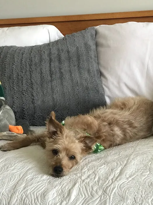 Four Paws Animal Hospital 3