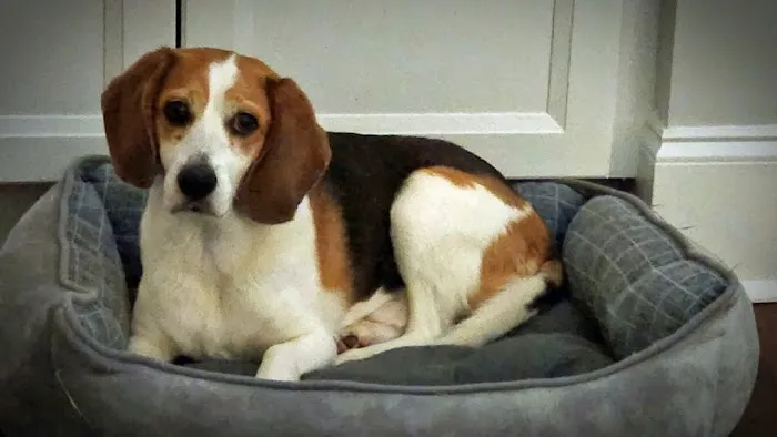 Four Paws Animal Hospital 2