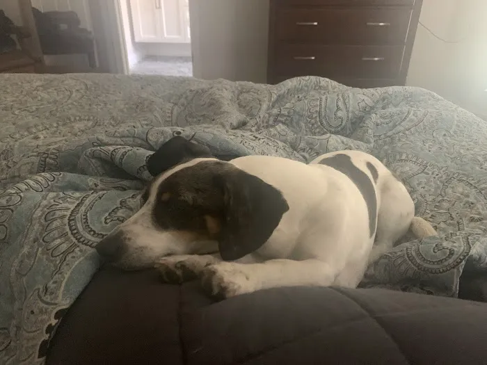 Oak Island Animal Hospital 5