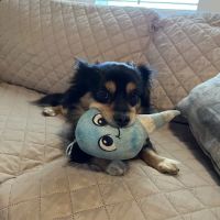Oak Island Animal Hospital ico
