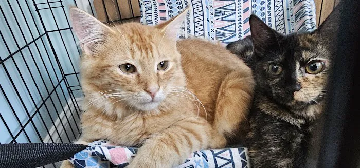 Fix A Friend Spay Neuter Clinic 5