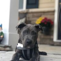 Fix A Friend Spay Neuter Clinic ico