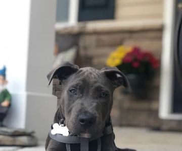 Fix A Friend Spay Neuter Clinic