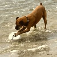 Brunswick Animal Hospital ico