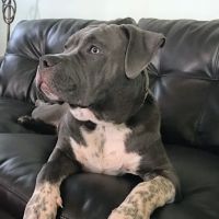 North Versailles Veterinary Care ico