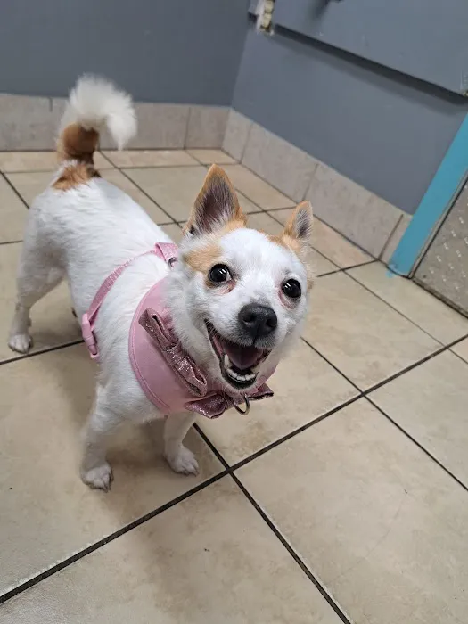 North Versailles Veterinary Care 2