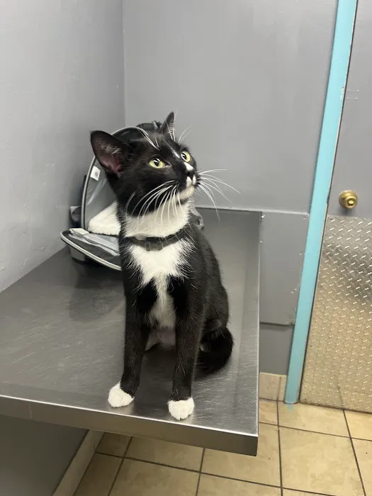 North Versailles Veterinary Care 4