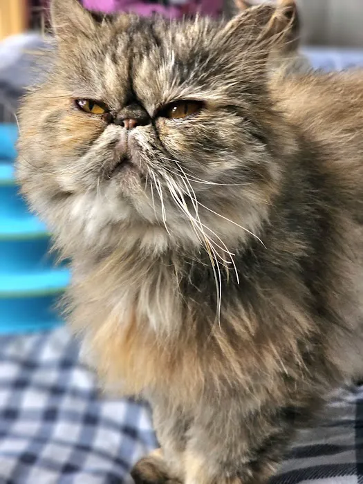 St. Francis Animal Hospital 2